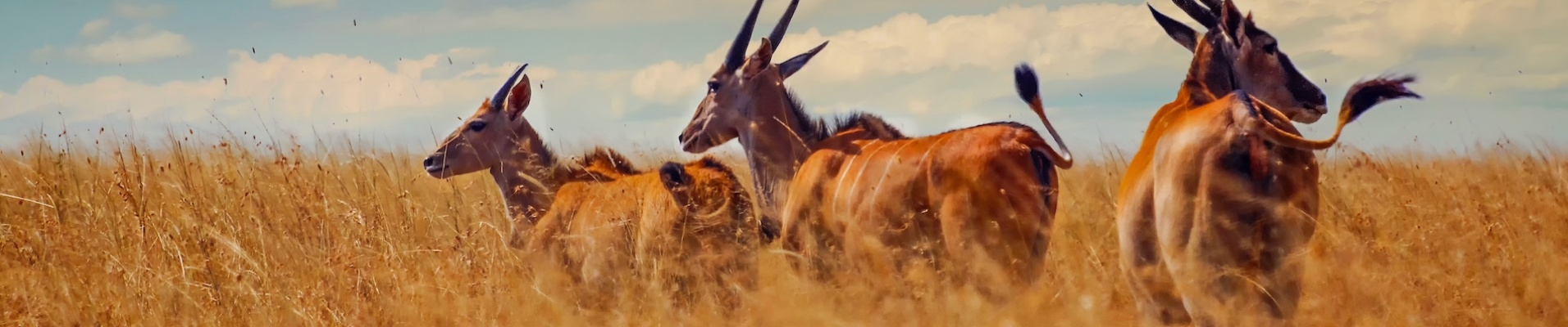 gazelles tanzanie