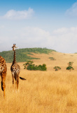 kenya-savanne-girafes
