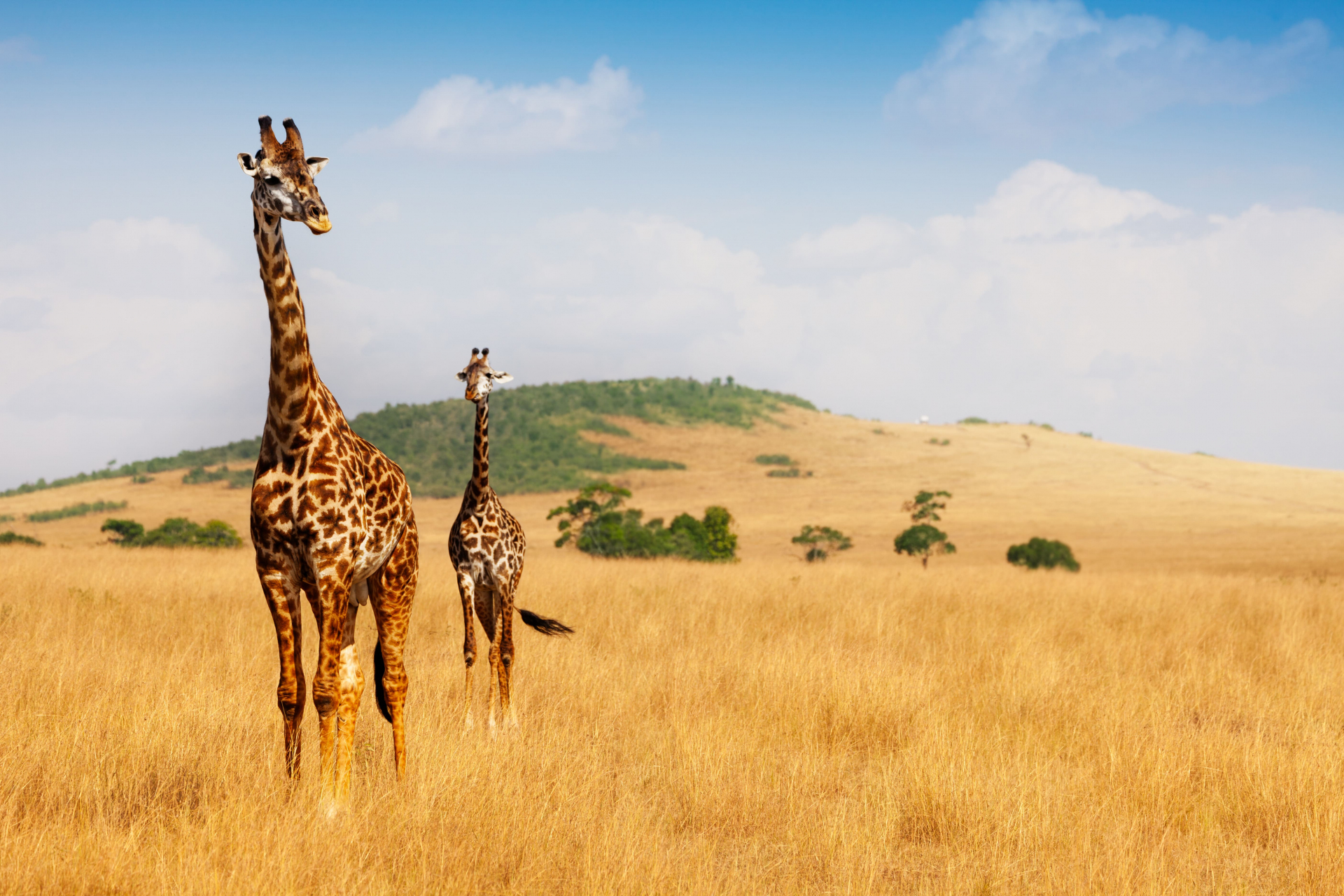 kenya-savanne-girafes