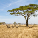 serengeti-tanzanie