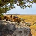 Safari Serengeti