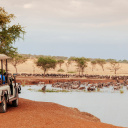 Serengeti safari