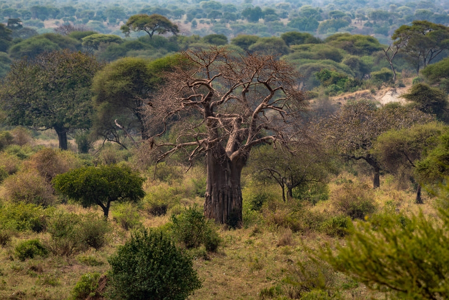 Baobab et Acacias