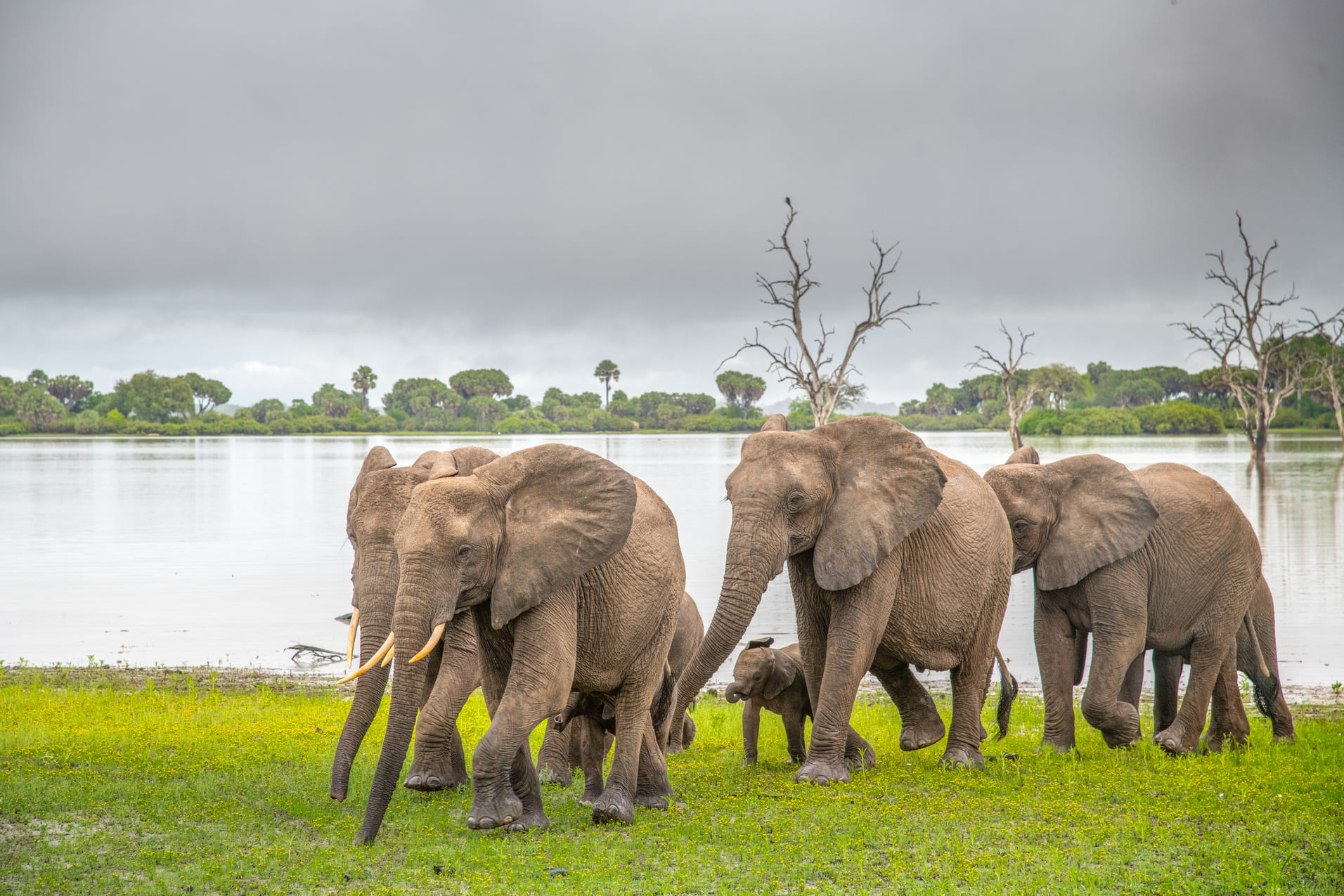 Elephants