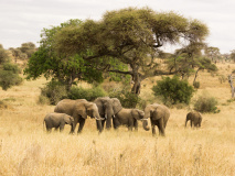 Elephants à Tarangire