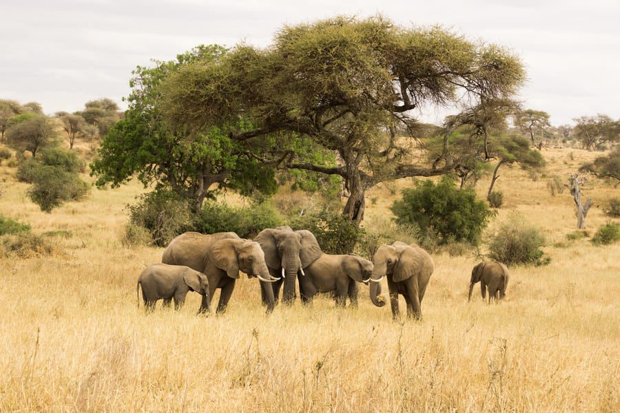 Elephants à Tarangire