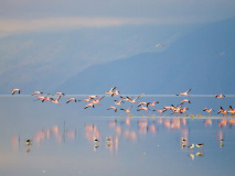 Flamants roses au lac Manyara