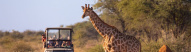 girafe-safari-tanzanie