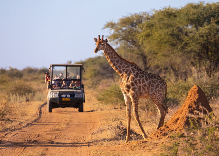 girafe-safari-tanzanie
