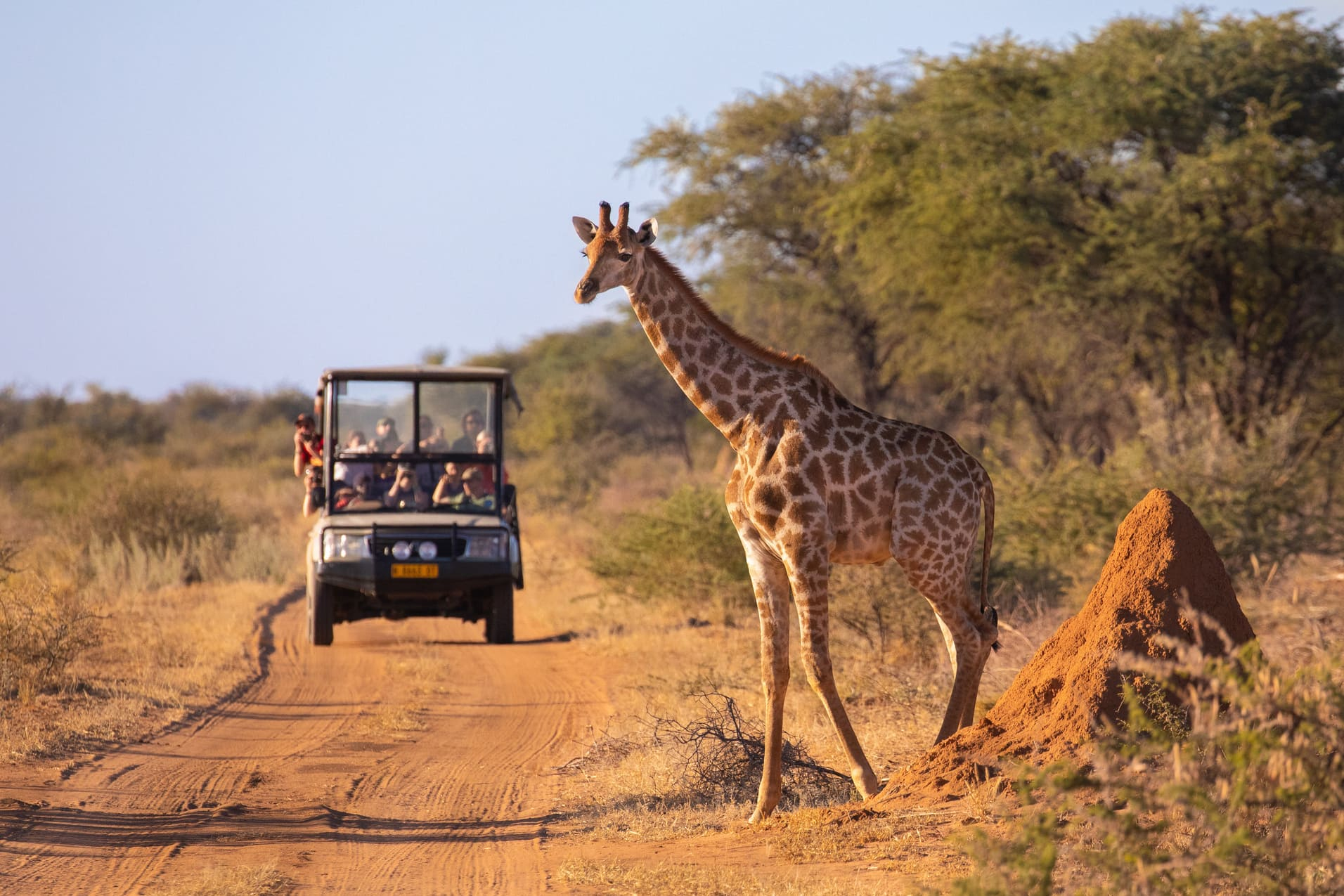 girafe-safari-tanzanie