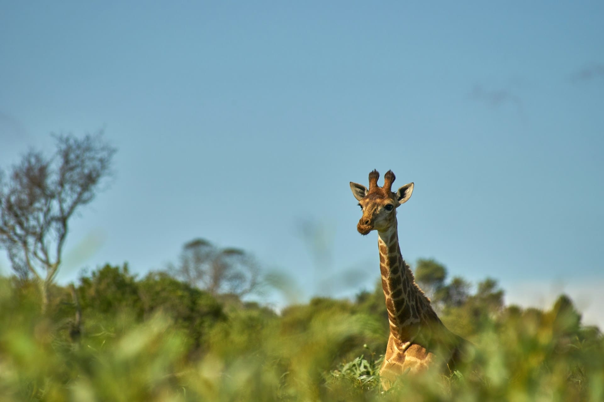 girafe-tanzanie