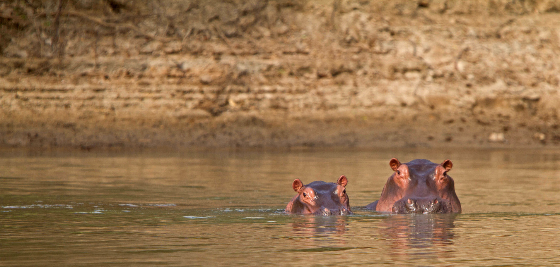 hippopotames-nyerere-selous-tanzanie