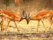 Impalas