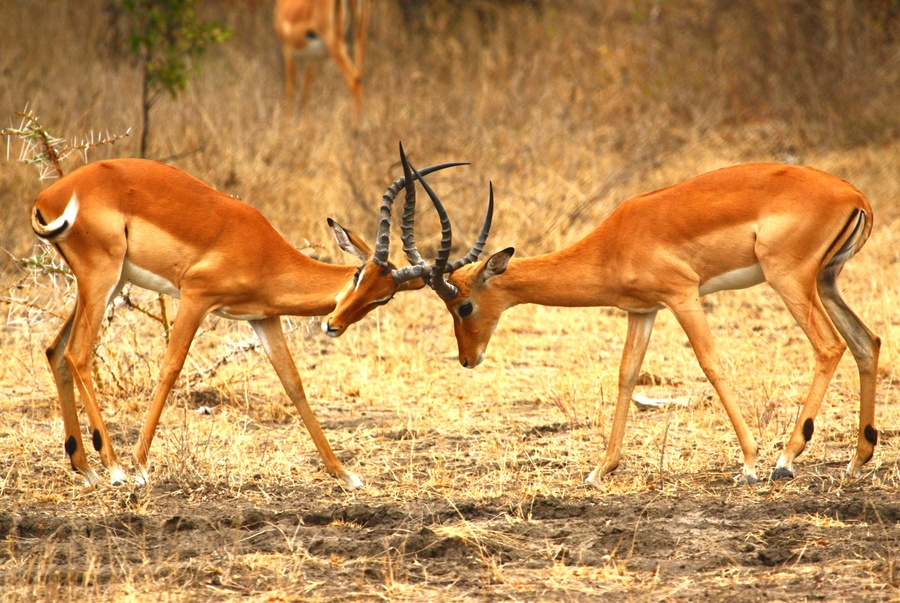 Impalas