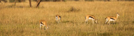 impalas-tarangire-tanzanie