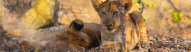 lions-reserve-nyerere-selous-tanzanie
