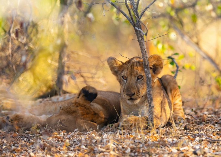 lions-reserve-nyerere-selous-tanzanie
