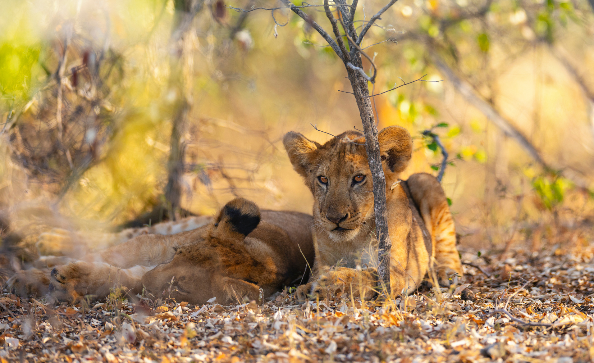 lions-reserve-nyerere-selous-tanzanie