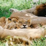 Evasion en famille : Safaris et Zanzibar