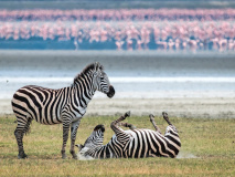 Zèbres à Ngorongoro