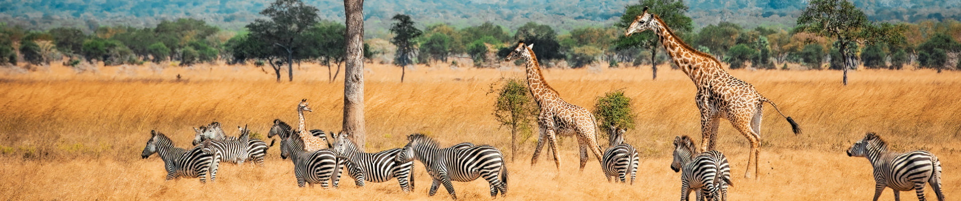 zebres-girafes-tanzanie