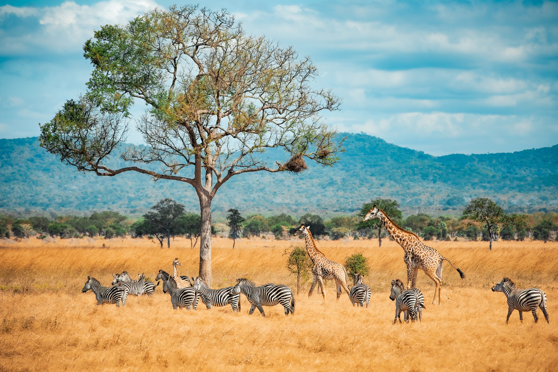 zebres-girafes-tanzanie