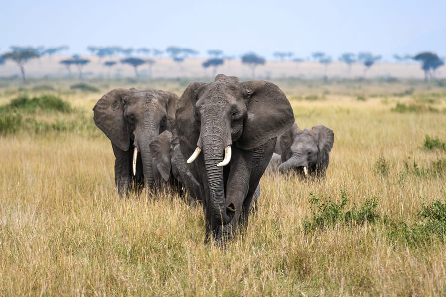elephant-big-five-tanzanie