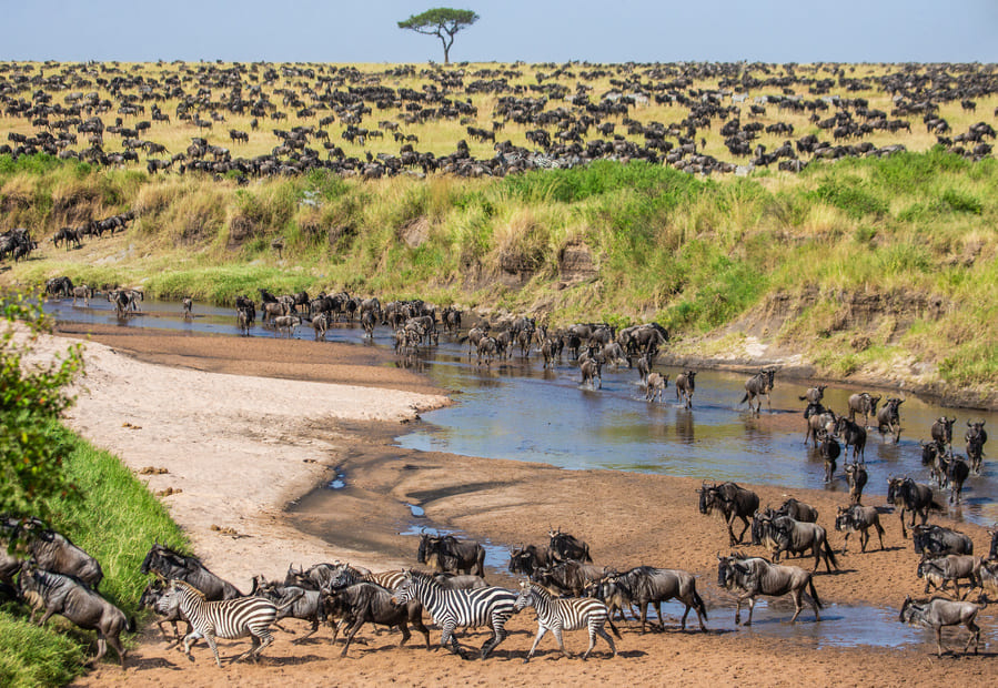 La grande migration de Tanzanie