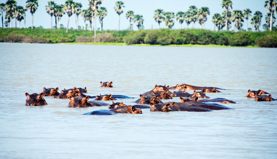 selous-parc-national-tanzanie