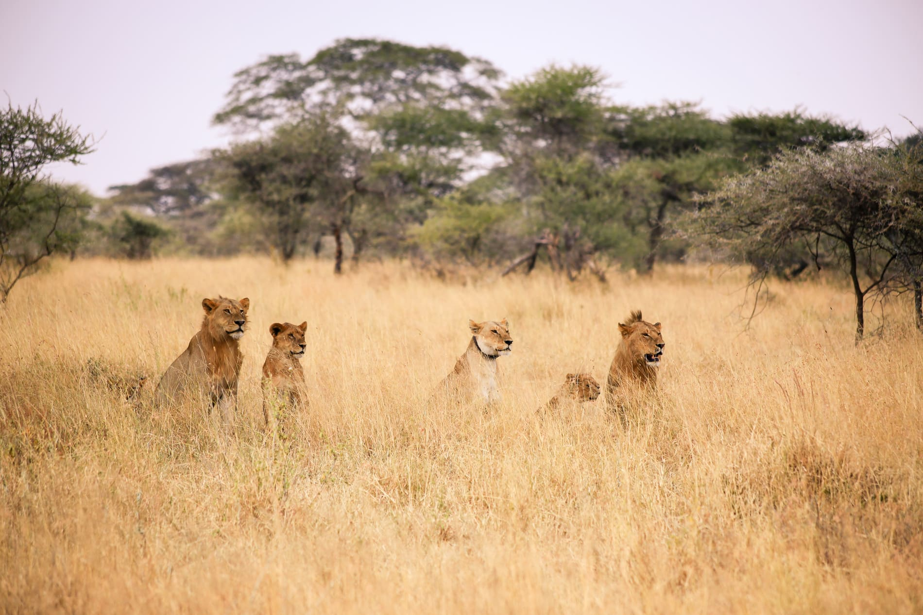 Tout savoir sur la Tanzanie