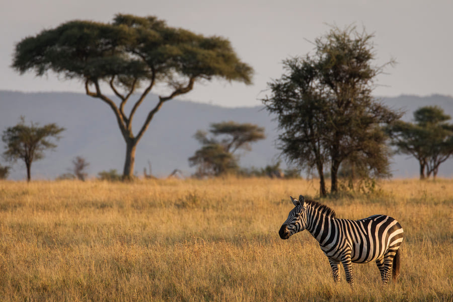 zebre-savane-tanzanie